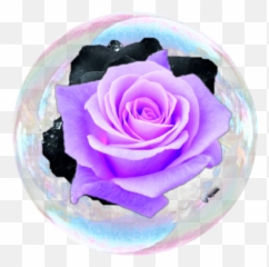 Ball Bubble Bubbles Rose Roses Sticker - Sebastian Stan Photo Edit Emoji,Rose Ball Emoji