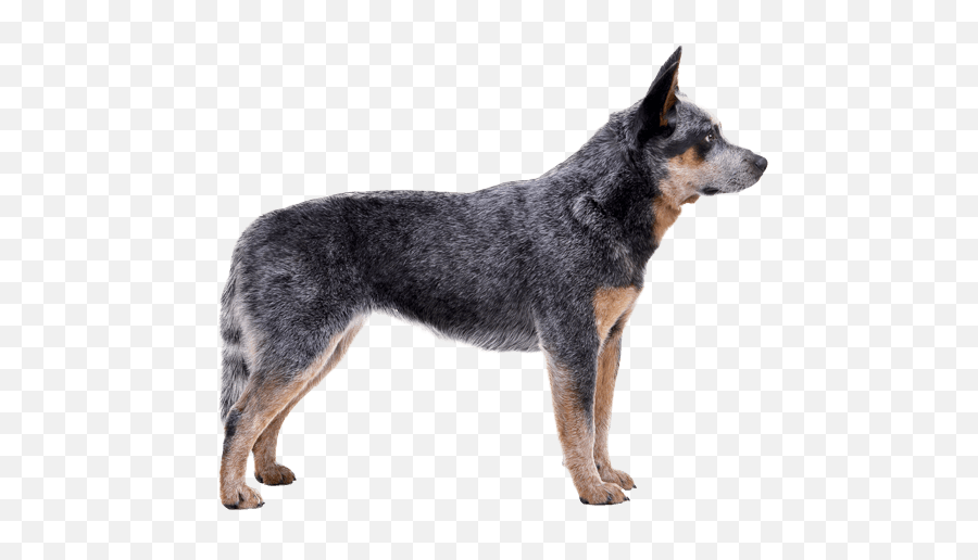 Australian Cattle Dog - Australian Cattle Dog Nose Emoji,Dog With Flat Face Emotion