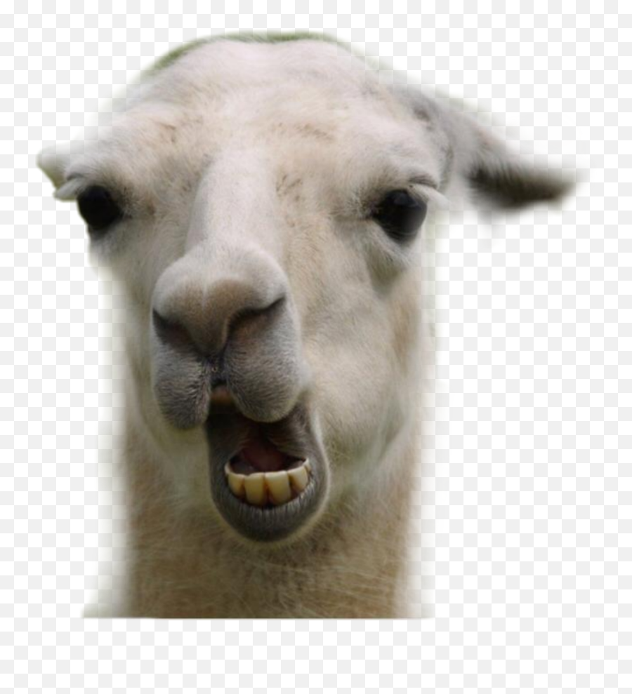 Animal Goat Happy Cute Sticker By Leeloodirven - Lama Trop Moche Emoji,Funny Farm Emoji