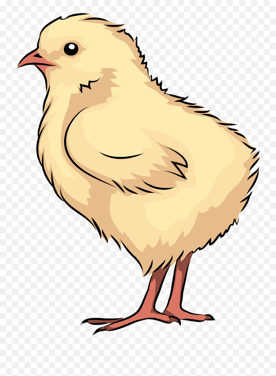 Free Chick Cliparts Download Free Chick Cliparts Png Images - Chicken Chick Clipart Png Emoji,Skype Rooster Emoticon