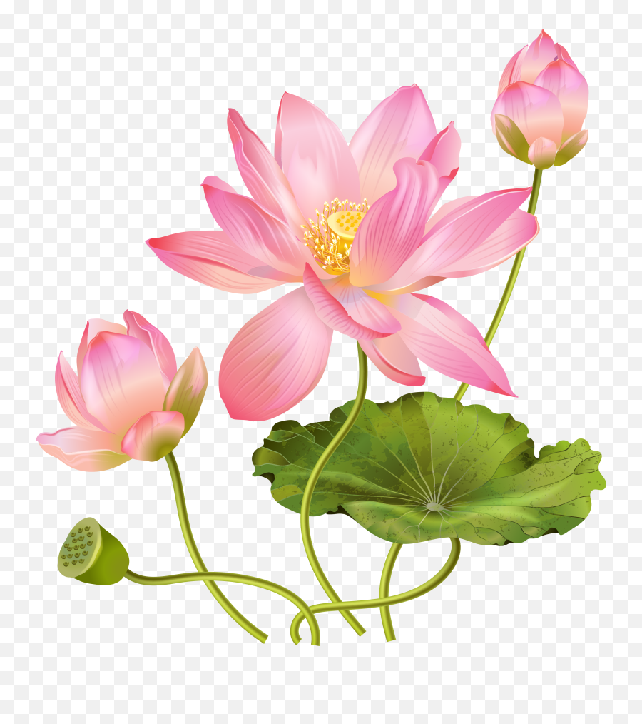 Lotus Flower Of Life Png Here You Can - Lotus Flower Png Emoji,Work Complite Emoticons