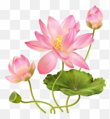 Lotus Flower Of Life Png Here You Can - Lotus Flower Png Emoji,Work Complite Emoticons
