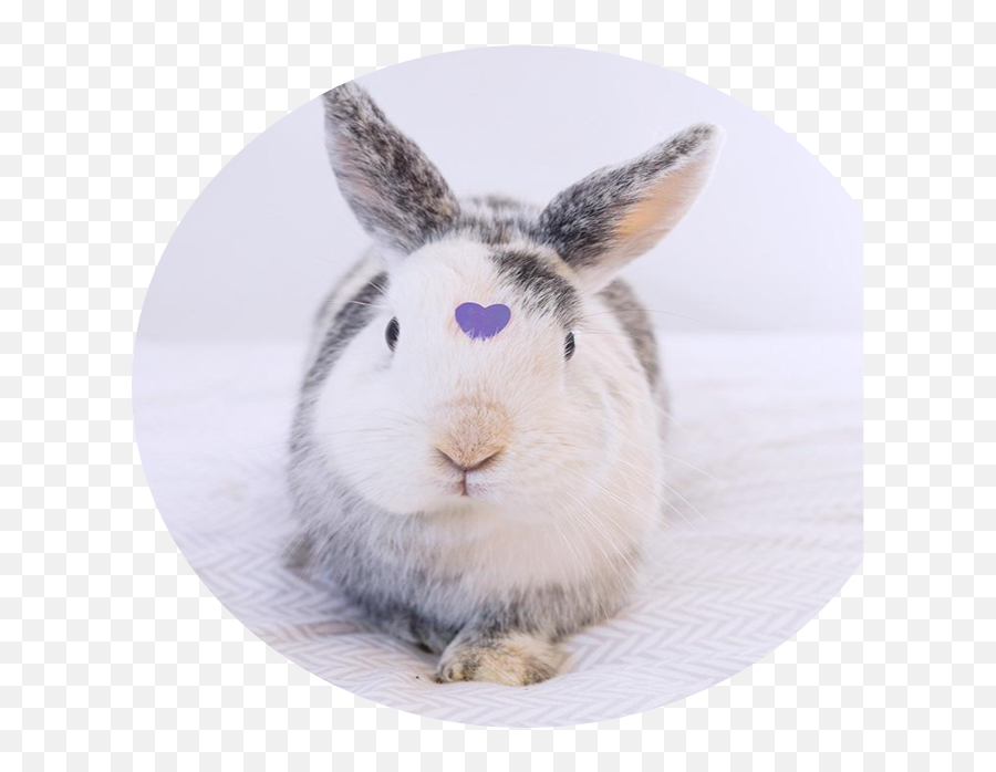 Emotional Support Animal Powerpoint - Domestic Rabbit Emoji,Universal Emotion Animals Comfort Eyes
