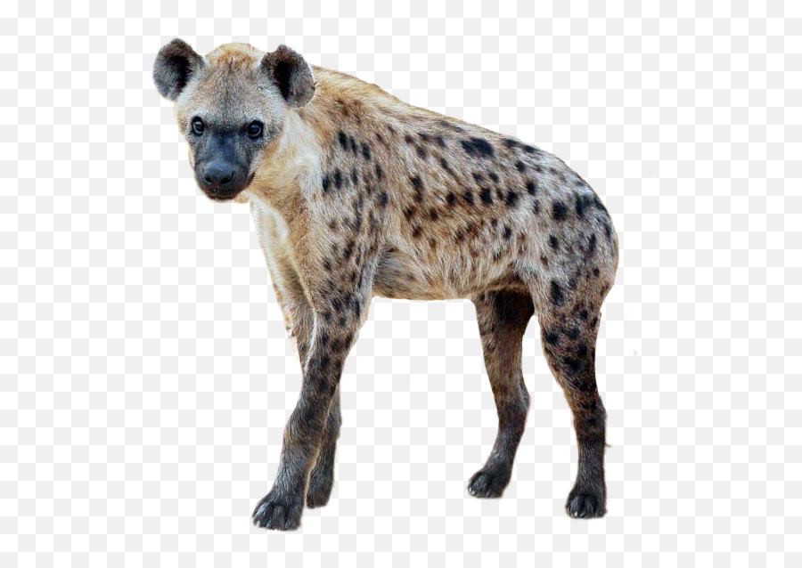 Popular And Trending Hyena Stickers Picsart - Spotted Hyena Emoji,Hyena Emoji