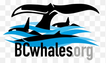 Rescuing A Stranded Transient Orca - Fin Emoji,Blue Whales Emotions