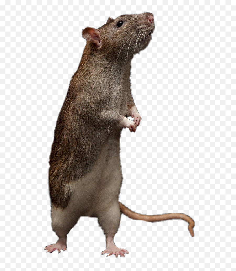 The Most Edited Marryme Picsart Emoji,Rat Emoticon Ac