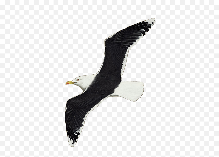 Details Great Black - Backed Gull Birdguides Emoji,Emoji Bird Head In Ground