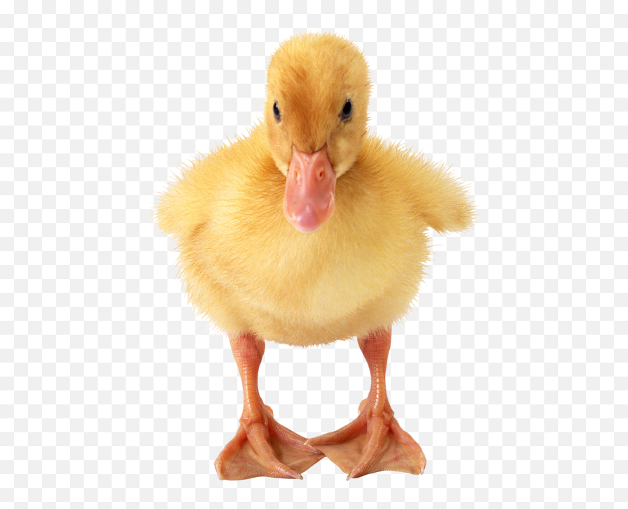 Duck Yellow Hd Png Transparent Images Free - Yourpngcom Emoji,Transparent Background Duck Emoji