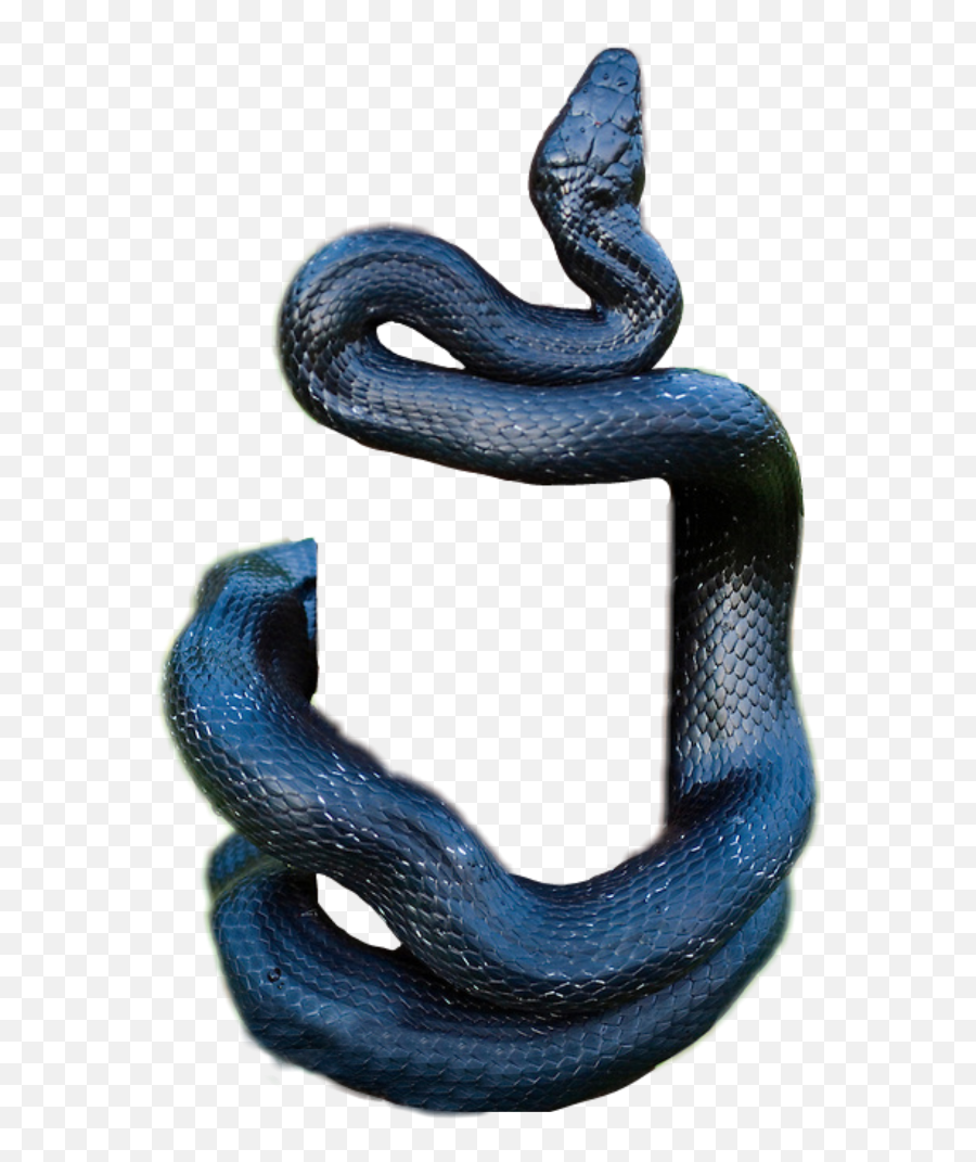 Snake Black Blackmamaba Mamba Sticker - Cobra Picsart Snake Png Emoji,Black Mamba Emoji