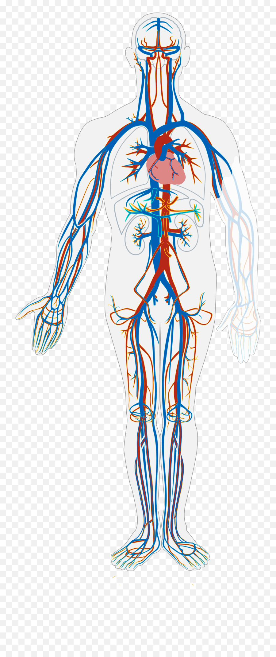 142 Introduction To The Cardiovascular System U2013 Human Biology - Low Back Emoji,Emoji Level 18answers