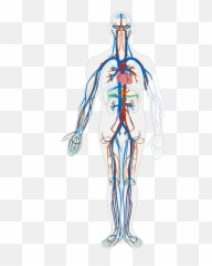 142 Introduction To The Cardiovascular System U2013 Human Biology - Low Back Emoji,Emoji Level 18answers
