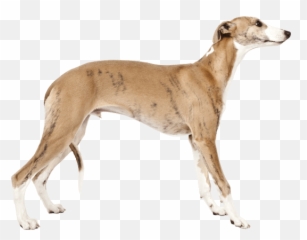 Whippet - Saluki Dog Png Emoji,Whippets High On Emotion