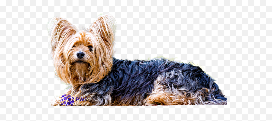 What Is The Cutest Dog Breed In Your Opinion - Quora Imagenes Png Yorkshire Emoji,Sweet Emotions Doggie Paw Balm