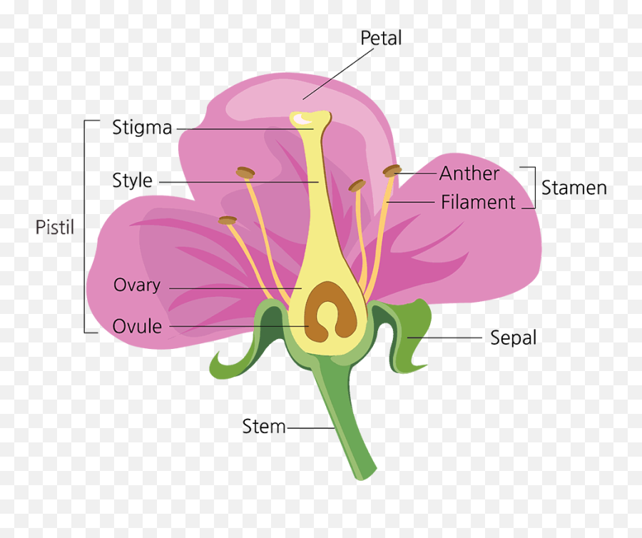 Plant Id Teton Plants - Parts Of A Flower Emoji,Abelia 'sweet Emotion'
