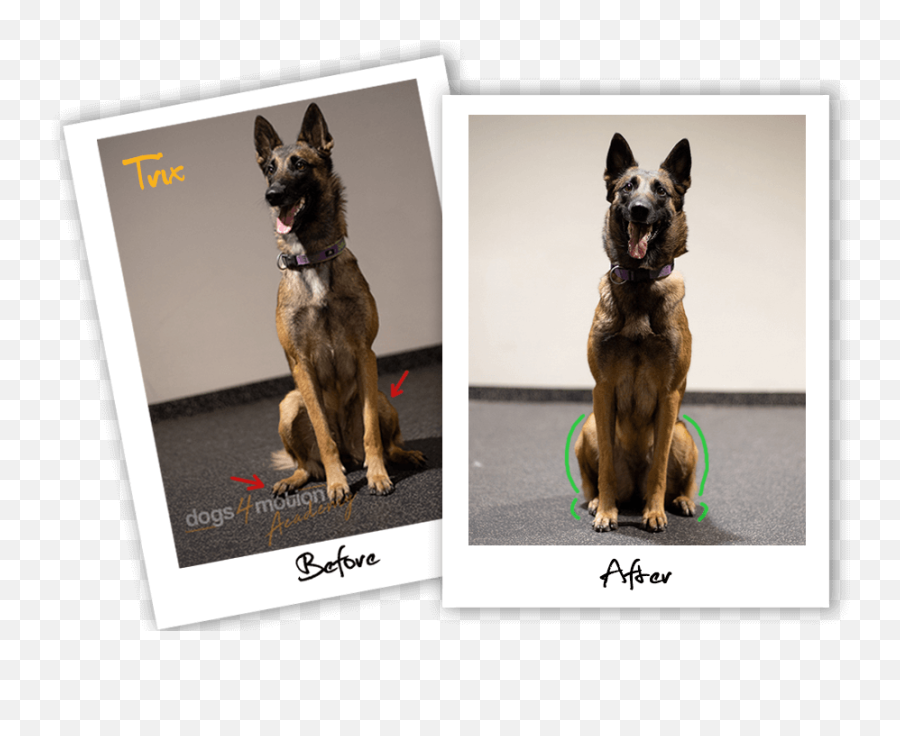 Fundamentals K9 Conditioning Course - Dogs4motion Academy Emoji,Bouncing Dog Emoticon