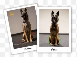 Fundamentals K9 Conditioning Course - Dogs4motion Academy Emoji,Bouncing Dog Emoticon