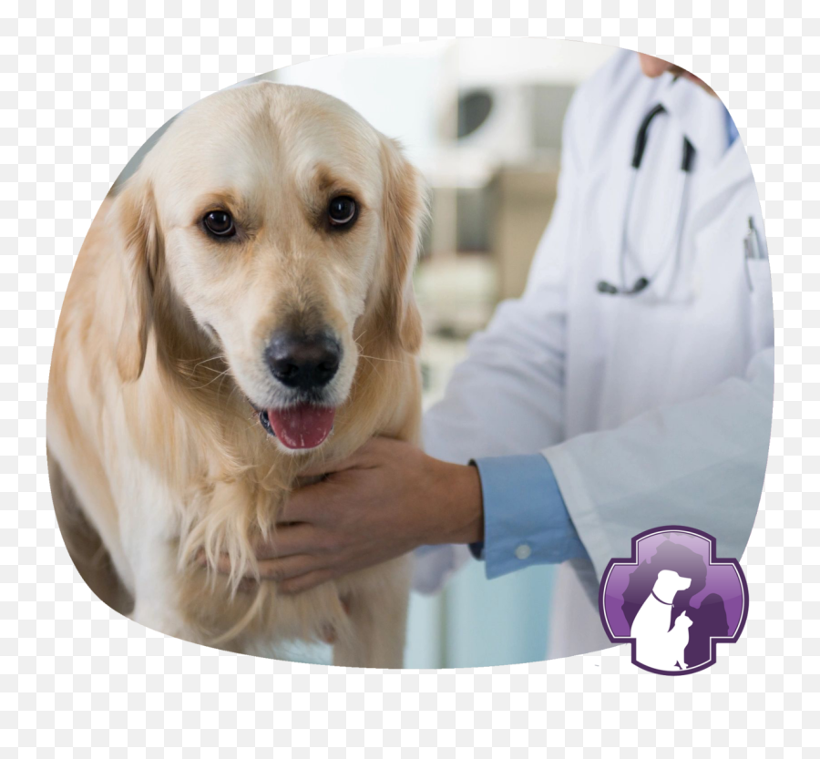 Pet Emergency Hospital Saginaw Mi Great Lakes Pet Emoji,Emoticon Long Blond Haired Girl With Beagle Dog