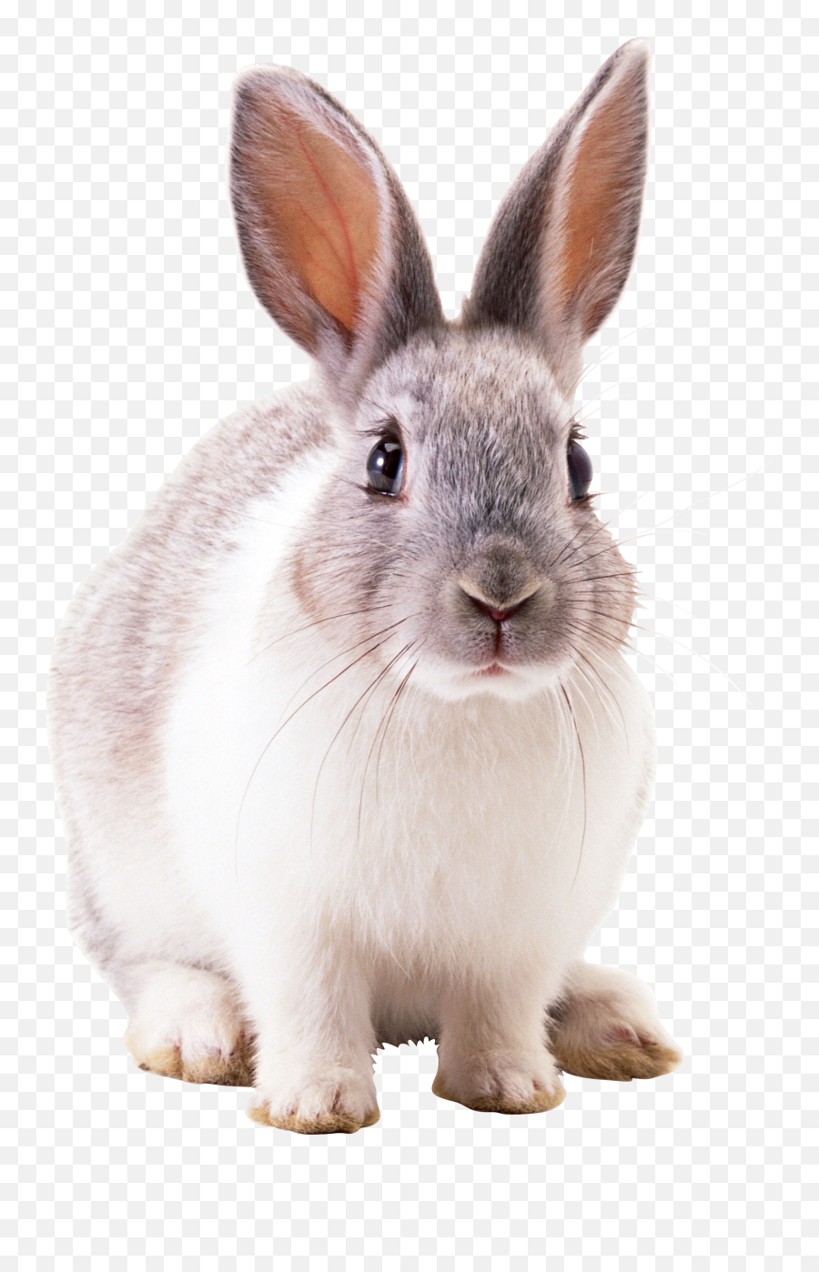 Clipart Rabbit Spring Bunny Clipart Rabbit Spring Bunny - Rabbit Png Emoji,Rabbit Emotions