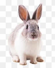 Clipart Rabbit Spring Bunny Clipart Rabbit Spring Bunny - Rabbit Png Emoji,Rabbit Emotions