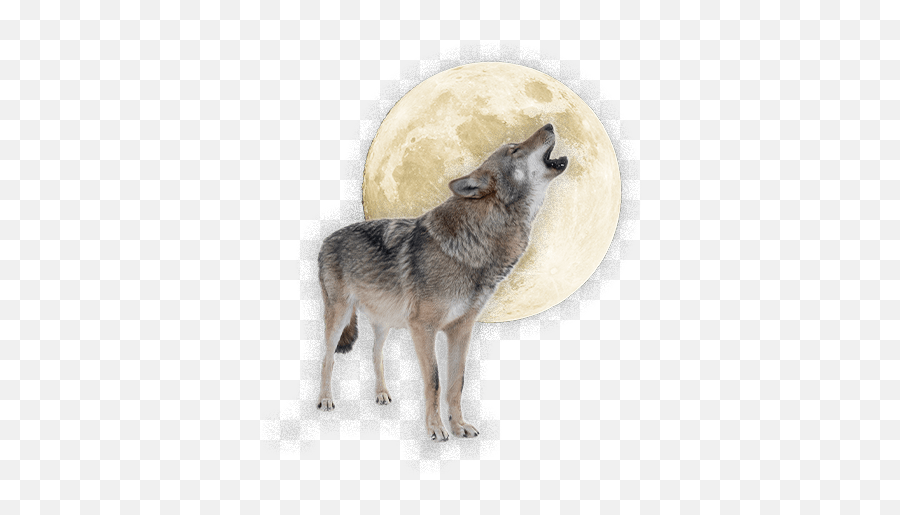 The 2021 Watty Awards - Wattpad Emoji,Coyote Emoji