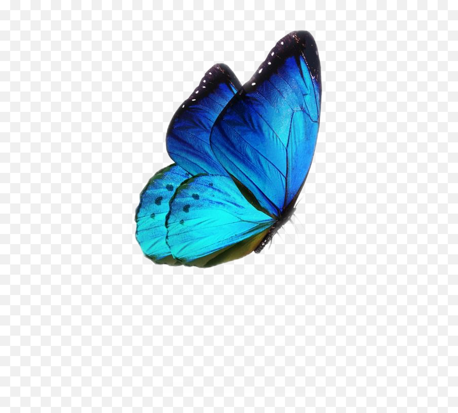 Aesthetic Tumblr Blue Butterfly Emoji - Blue Morpho Butterfly Png,Emoji Wallpapers Tumblr