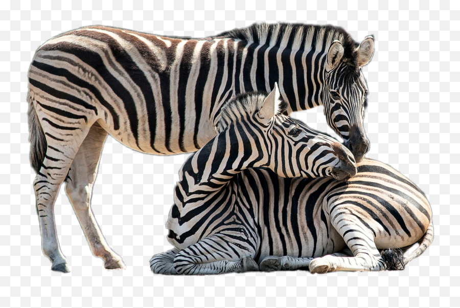 Zebra Zebras Animal Sticker - Group Of Zebras With Transparent Background Emoji,Zebra Emoji