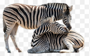 Zebra Zebras Animal Sticker - Group Of Zebras With Transparent Background Emoji,Zebra Emoji