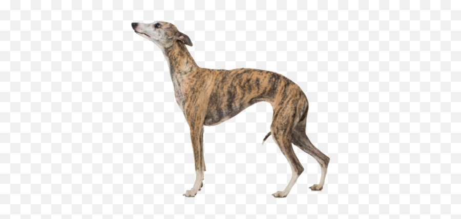 Whippet Breed Facts And Information - Whippet Dog Emoji,Whippets High On Emotion