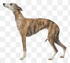 Whippet Breed Facts And Information - Whippet Dog Emoji,Whippets High On Emotion