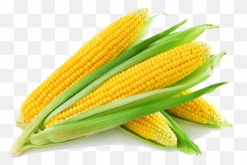 Corn Clipart Corncob Corn Corncob - Sweet Corn Emoji,Corncob Emojis