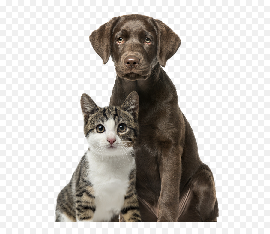 North Shore Animal League - Cachorro Labrador 3 Meses Emoji,Dog Cat Emotion Responses