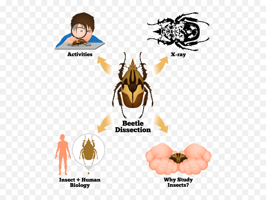 Insect Anatomy And Physiology - Beetle Dissection Emoji,Ferdy The Ant Vimeo Emotion