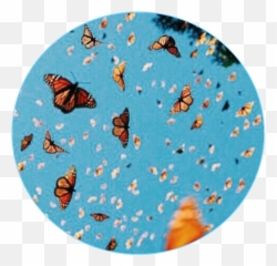 Snapchat Instagram Sticker - 34 7 347aidan Emoji,Tiger Emoji Snapchat