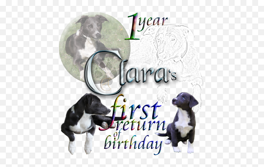 First Birthday - Kennel Club Emoji,Labrador Retriever Happy Birthday Emoticon