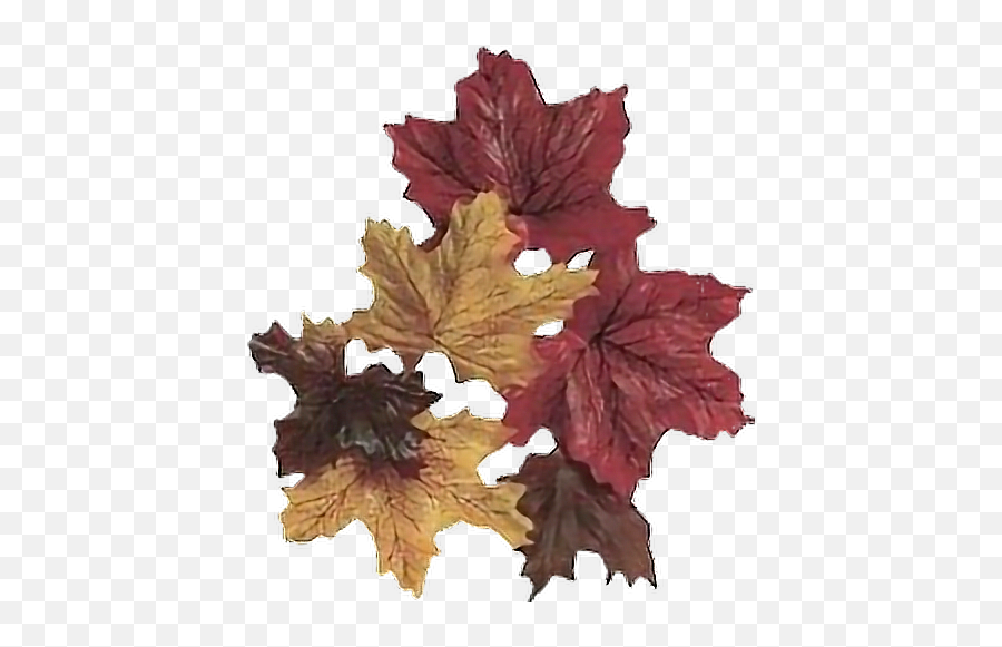 Fall Leaves Leaf Autumn Windy Cold Sticker By Jaklynn - Solid Emoji,Fall Leaf Emoji