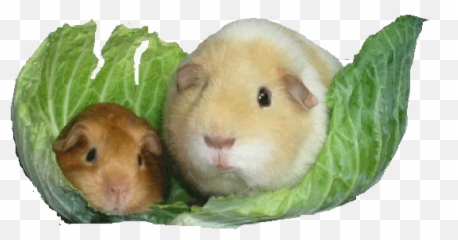 Guinea Pig Graphics And Animated Gifs Emoji,Guinea Pig Emoticons