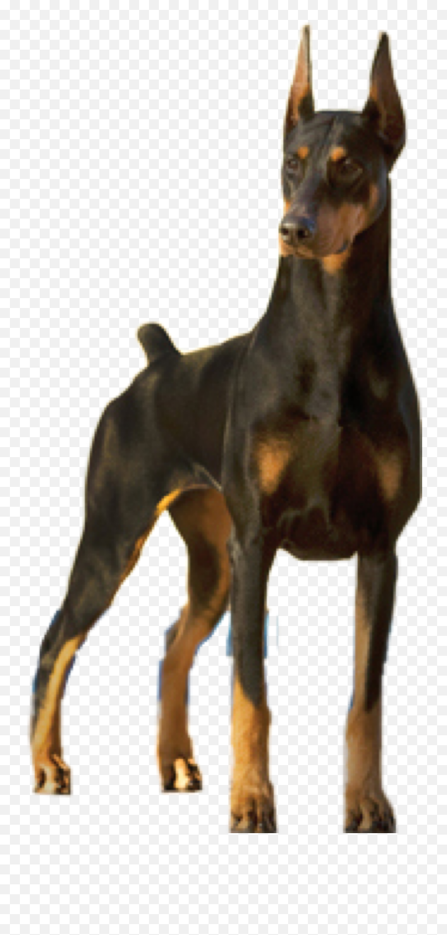 Doberman Dog Showdog Dobermanpinscher Emoji,Doberman Emoji