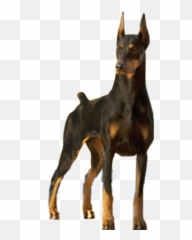 Doberman Dog Showdog Dobermanpinscher Emoji,Doberman Emoji