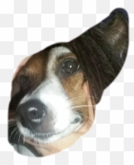 Helpme Jackrussell Sticker By Alexiacastroe - Collar Emoji,Jack Russell Emoji