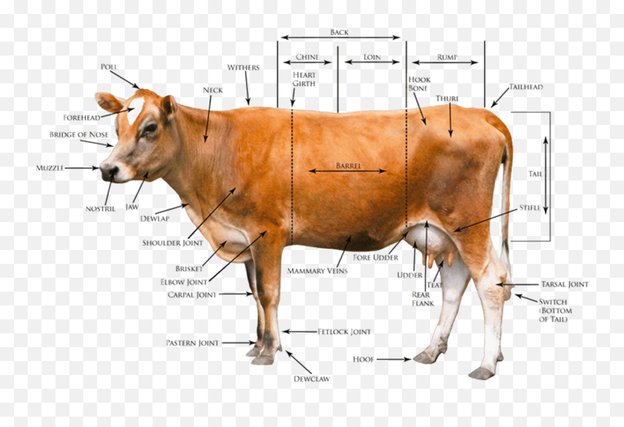 Farm Domestic Animals Vocabulary In English - Eslbuzz Body Parts Of Cow In English Emoji,Esl Emotions Chart
