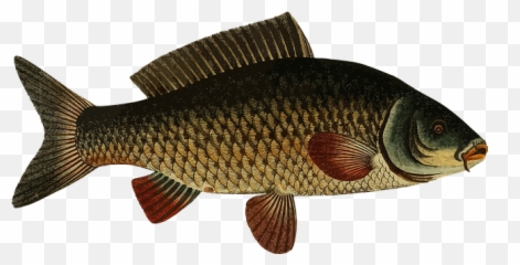 Whose Animal Is It - Baamboozle Carp Fish Png Emoji,Fish Horse Emoji