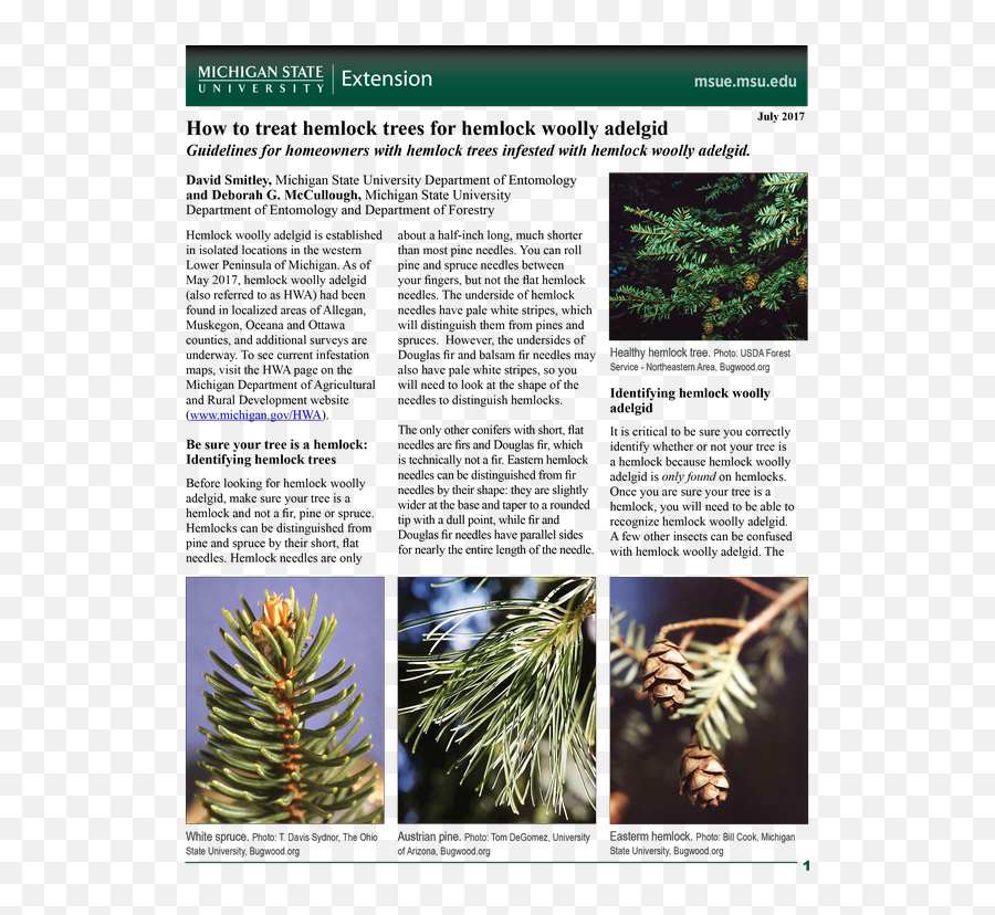 How To Treat Hemlock Trees For Hemlock Woolly Adelgid - Forestry Hemlock Tree Up Michigan Emoji,Trillian Christmas Tree Emoticon Code