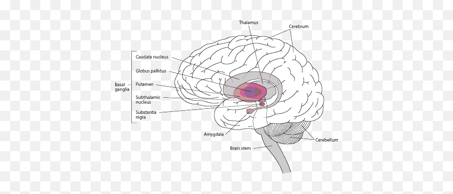 Parkinson Disease - Part Of The Brain Does Disease Affect Emoji,Ocd Brain And Communication Of Emotions