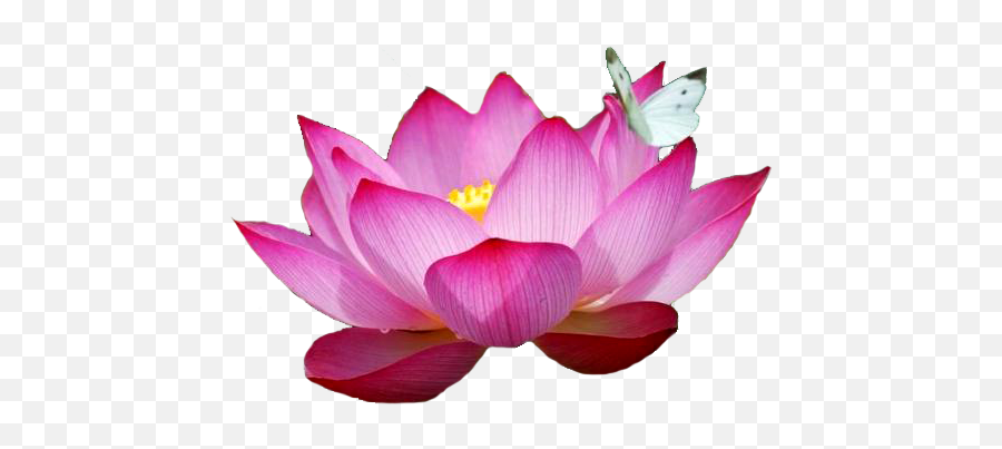 Free For - Pink Lotus With Butterfly Emoji,Work Complite Emoticons