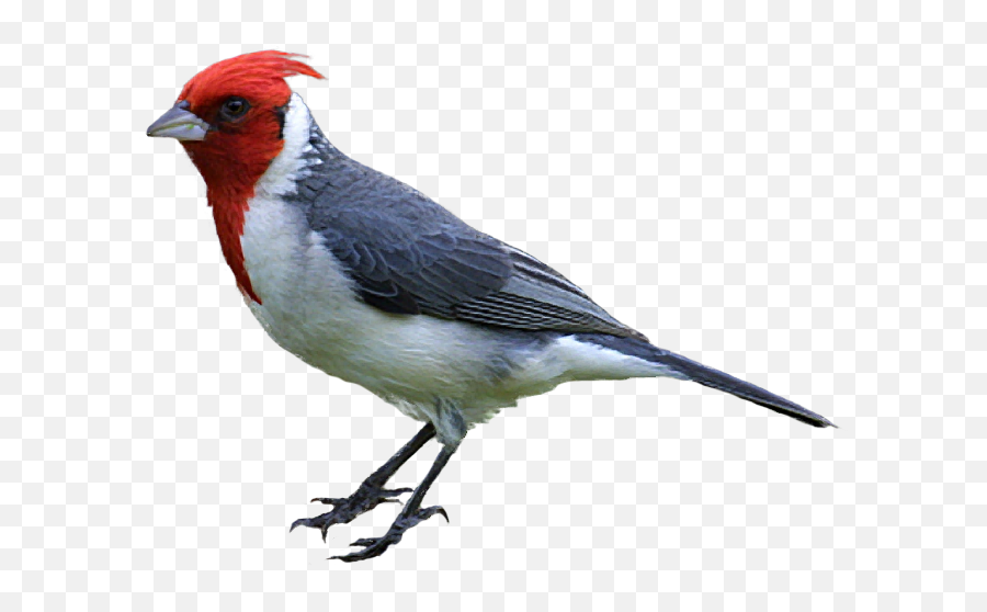 Free Realistic Birds Cliparts Download Free Clip Art Free - Realistic Clipart Bird Emoji,Red Bird Emoji