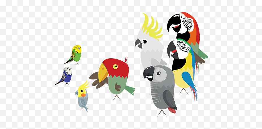 How To Bond With Your Parrot Parrot Behavior Guide Bird - Bird Street Emoji,Bird Emotions