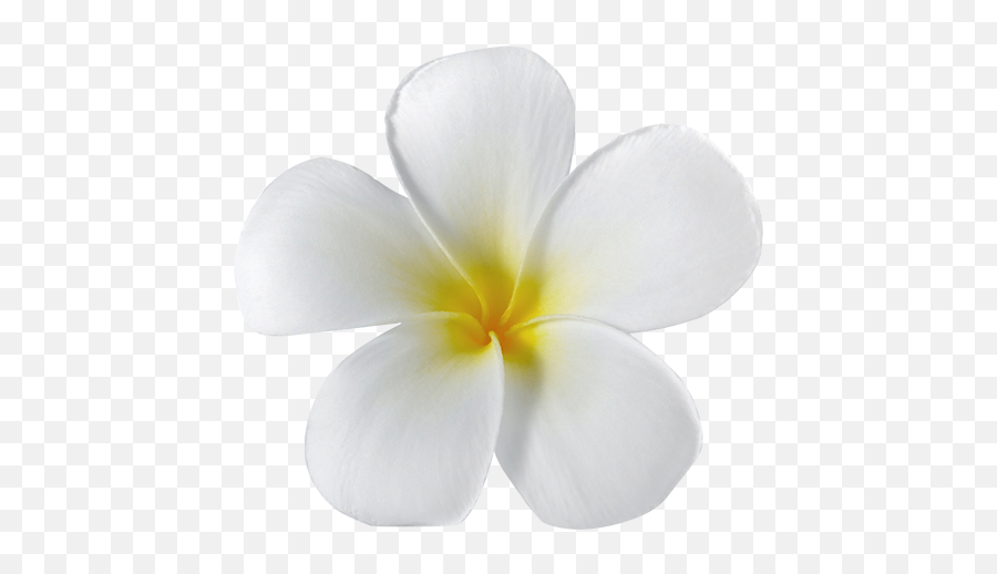 Home Cotterman - Frangipani Emoji,Names Of All The Flower Emojis