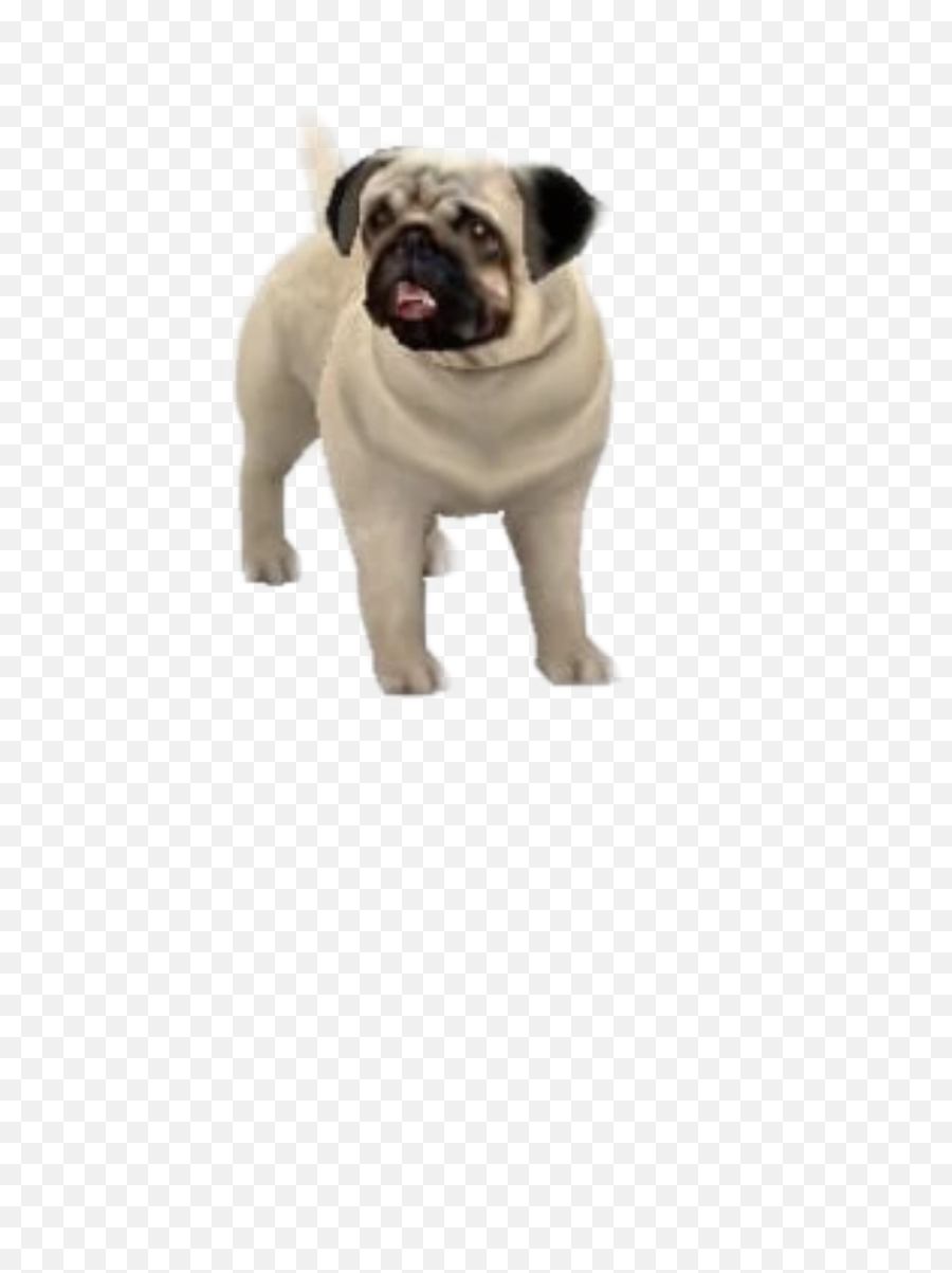 The Most Edited - Pug Emoji,Pug Emoticons For Facebook