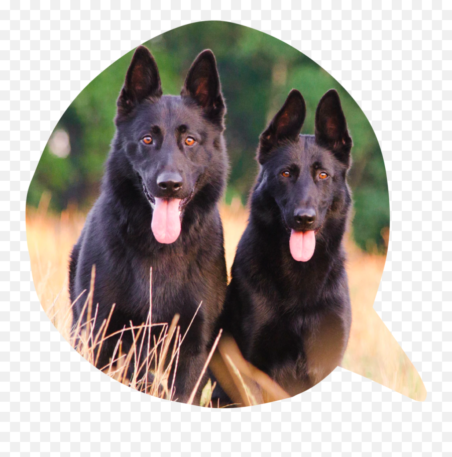 About Us - Memes About Two Dogs Emoji,German Shepherd Dog Barking Emoticon