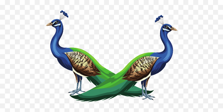 How Much Do Peacock Birds Cost Theyu0027re Not Cheap - Farm Desire Emoji,Adult Emojis Peacock Feather Drawing